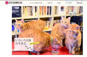 新宿２丁目のカフェ、茶トラ４きょうだいがみっしり