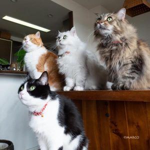 「ODEN　QUARTET」