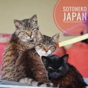 Black cat and his family.