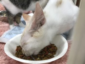 お店に到着したらすぐご飯タイム！
