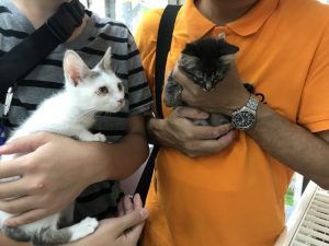 「猫好きな友人にお知らせしておきます！」