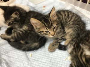 里親を探している猫がいますよ！