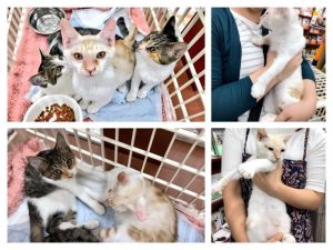 リクジロウにそっくりな子猫を発見！