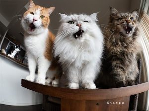 クリスマスプレゼントはちゅーるで!!! 夜露死苦!!