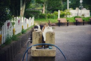 ¥100/use.