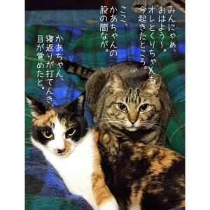 ここのところ毎朝、この重さで目覚めます。