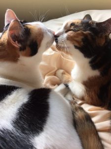 ミケ女たちだが本当はにゃかが良いのだ