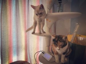 ちょっとうざいかもよ