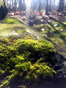 シンギング・リンを使った ヒーリングタイムもご用意♪