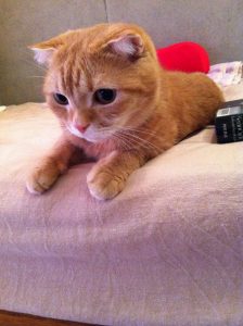 初代猫店長リクオくん