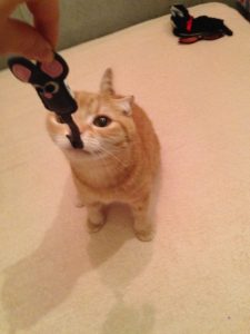 初代猫店長リクオくん2
