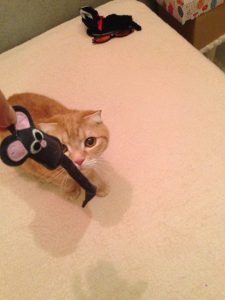 初代猫店長リクオくん1