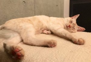 ヒーターを独り占め