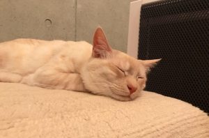 あぁ、極楽、極楽……zzz