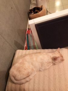 その頃、ヒーターの裏側では……