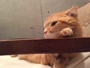 アンニュイなリクオ