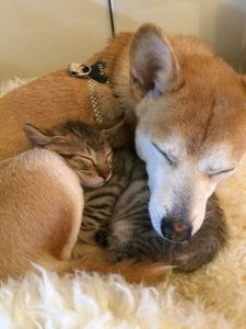 キジ太とギンコ